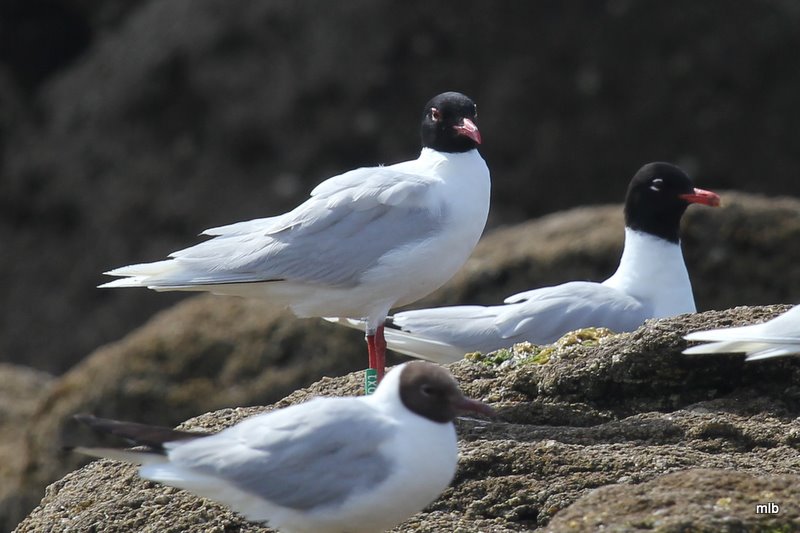 mouette mélanocéphale