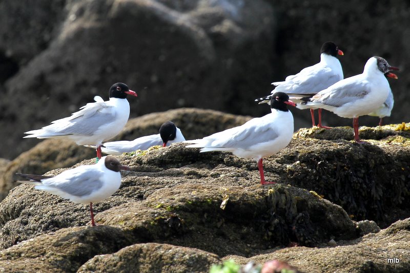mouette mélanocéphale