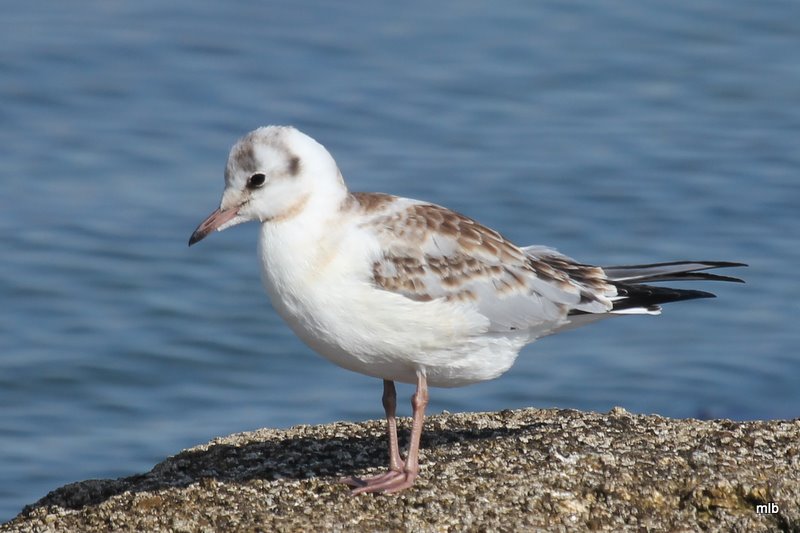 mouette rieuse