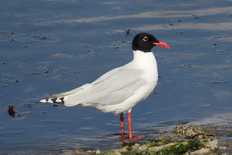 mouette mélanocéphale