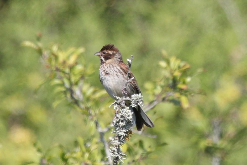 Cleut-Rouz, Mousterlin, 2/7/2011