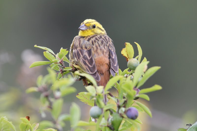 bruant jaune