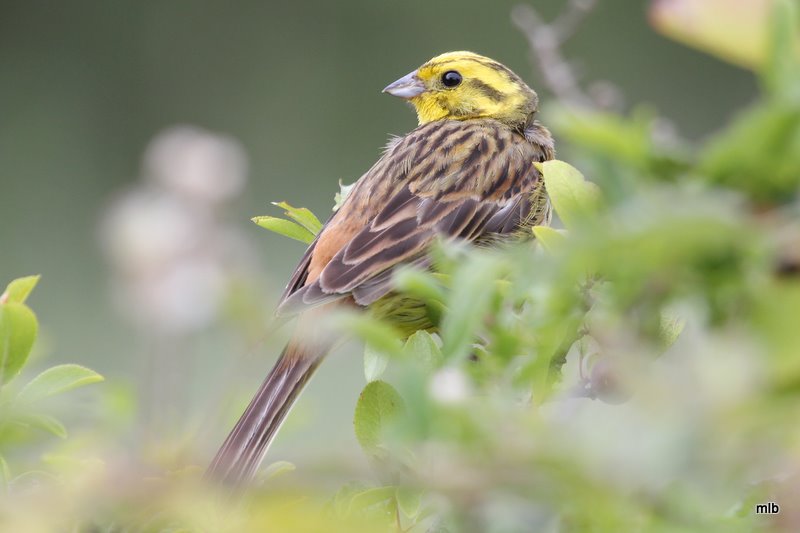 bruant jaune
