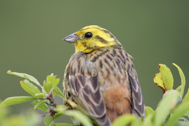 bruant jaune