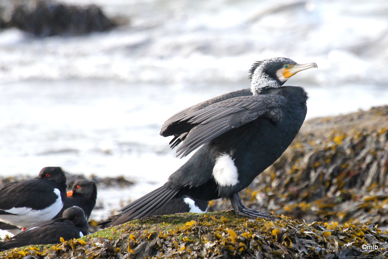 grand cormoran
