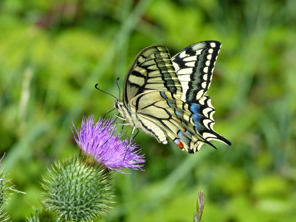 Machaon