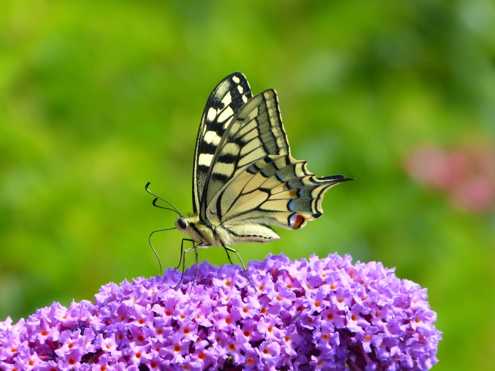 Machaon