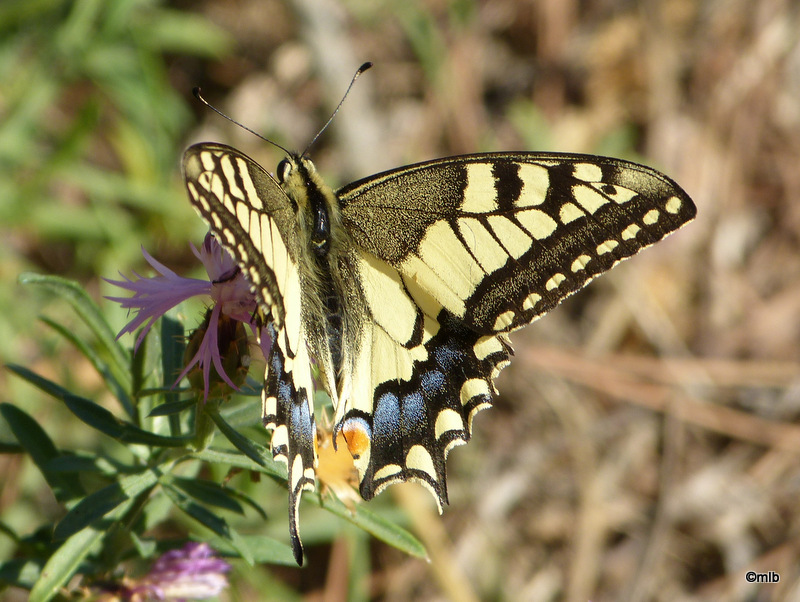 Machaon