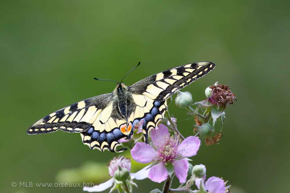 Machaon