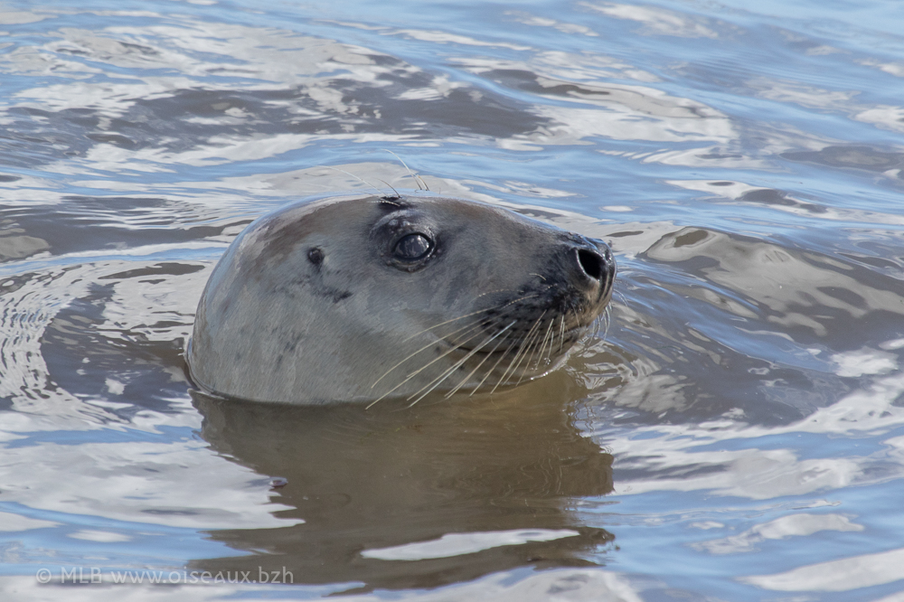 phoque gris