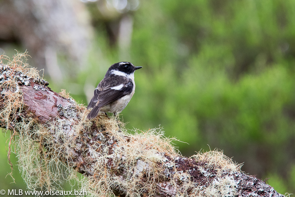Tarier de la Réunion (Saxicola tectes)