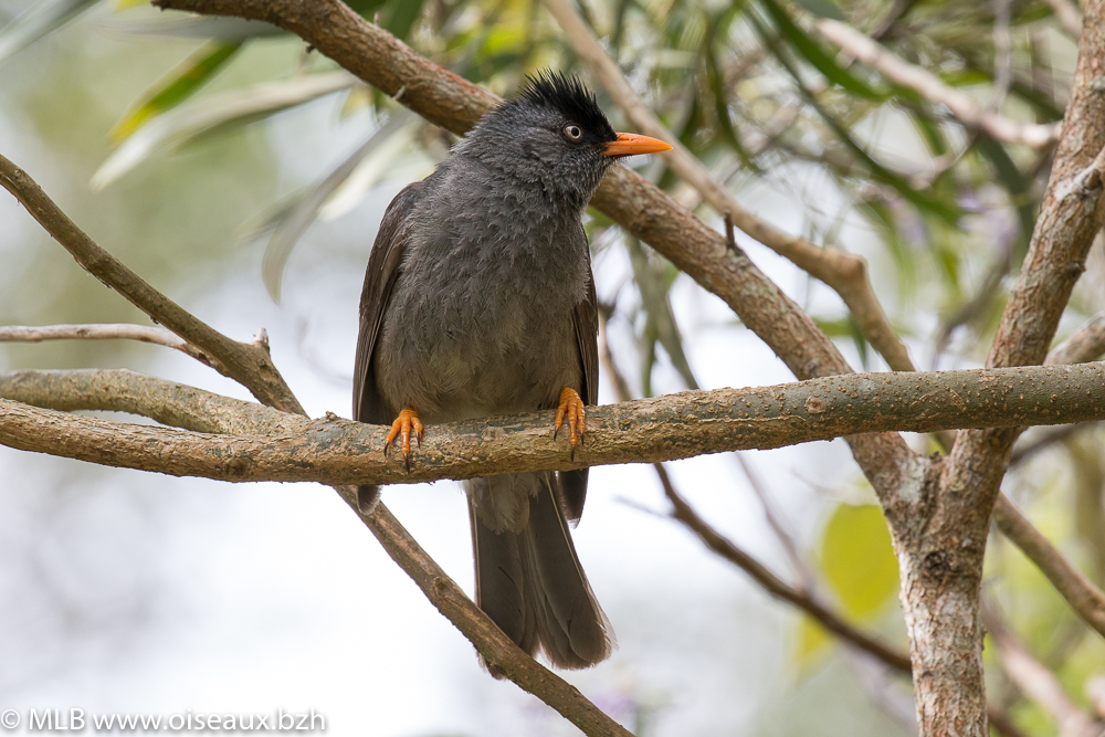 Bulbul de Bourbon (Hypsipetes borbonicus)