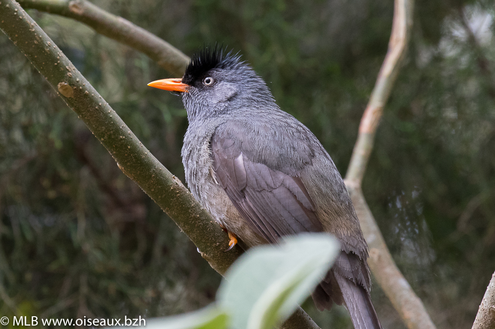 Bulbul de Bourbon (Hypsipetes borbonicus)