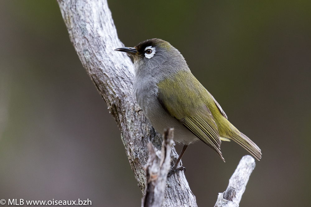 Zostérops de la Réunion (Zosterops olivaceus)