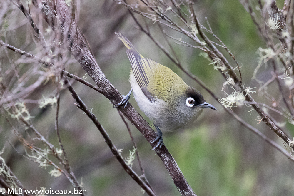 Zostérops de la Réunion (Zosterops olivaceus)