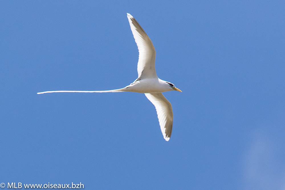 Phaéton à bec jaune (Phaethon lepturus)