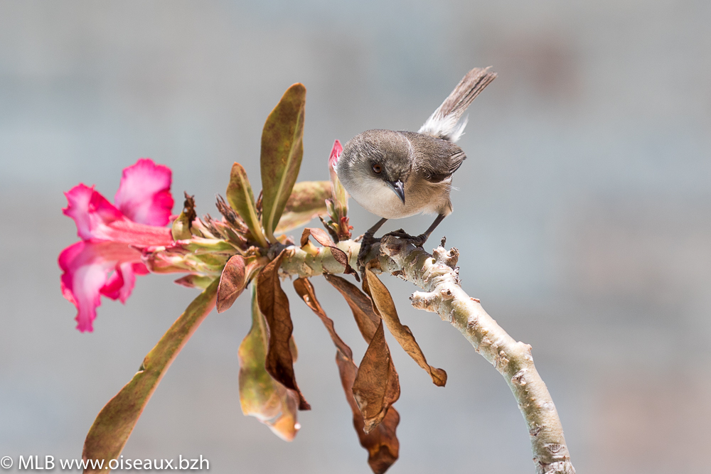 Zostérops des Mascareignes (Zosterops borbonicus)