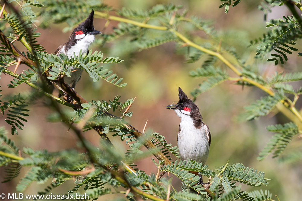 Bulbul orphée (Pycnonotus jocosus)