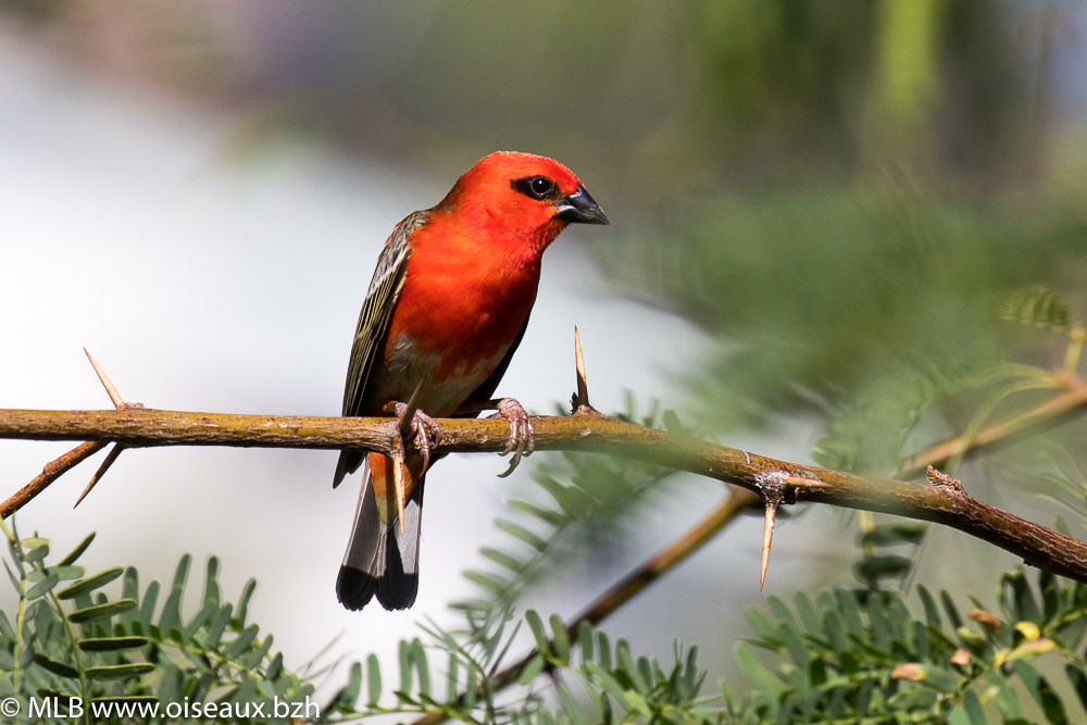 Foudi rouge (Foudia madagascariensis)