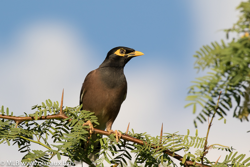 Martin triste (Acridotheres tristis)