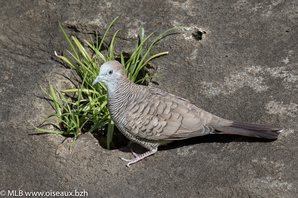 Géopélie zébrée (Geopelia striata)