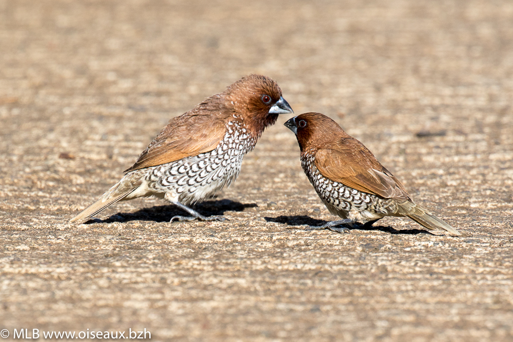 Capucin damier (Lonchura punctulata)