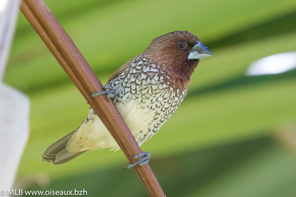 Capucin damier (Lonchura punctulata)