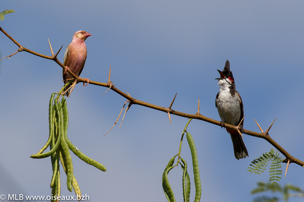 Bulbul orphée (Pycnonotus jocosus)