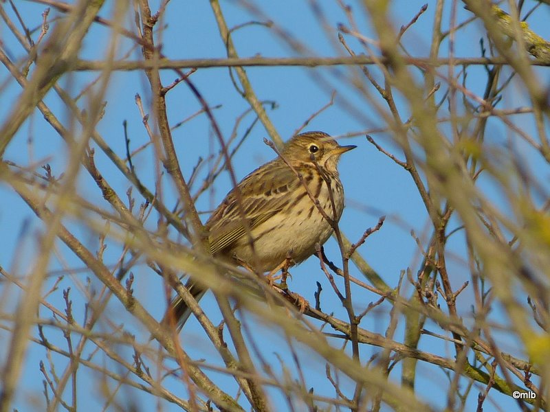 pipit farlouse