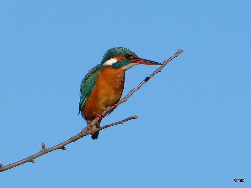 martin-pêcheur d'Europe