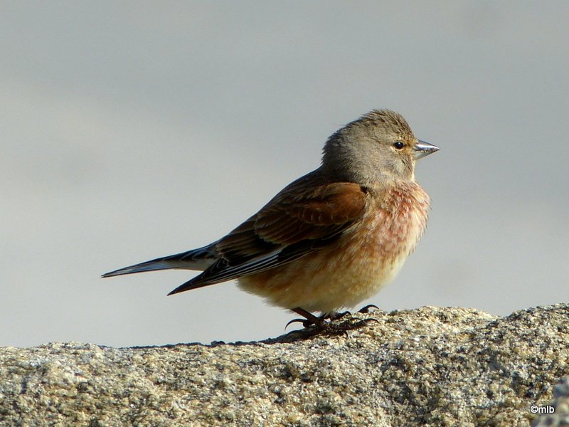 linotte mélodieuse