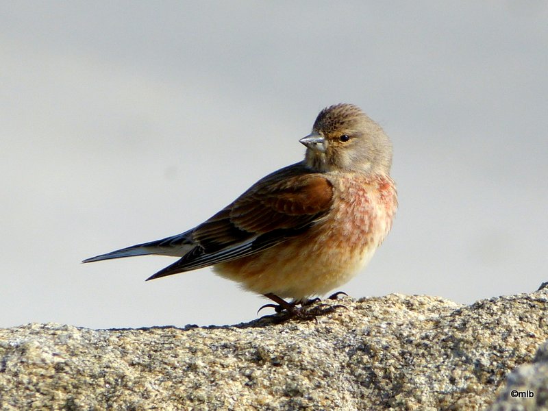 linotte mélodieuse