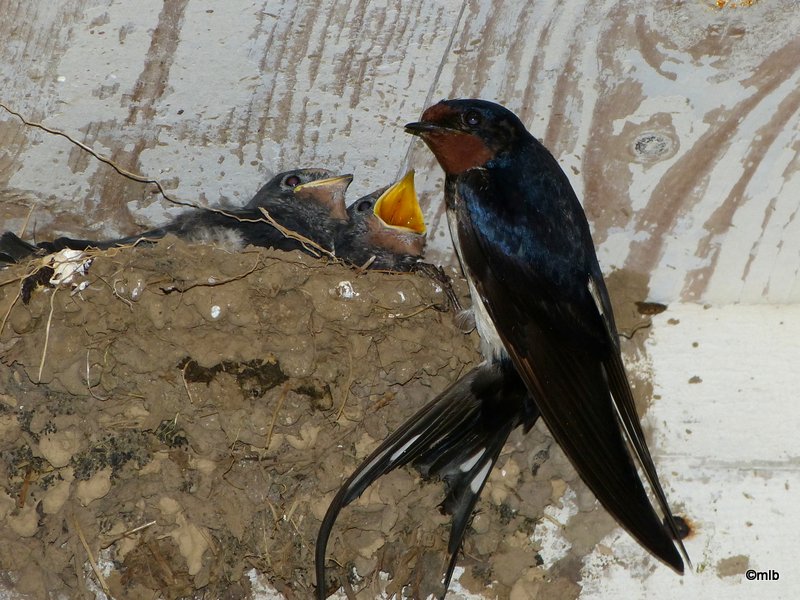 hirondelle rustique