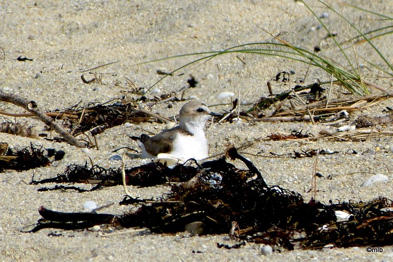 gravelot à collier interrompu