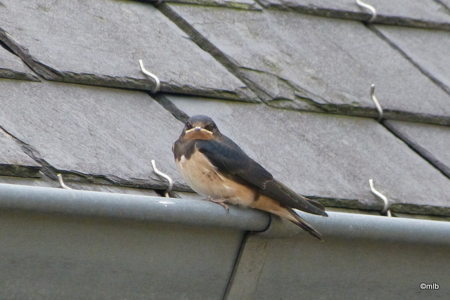 hirondelle rustique