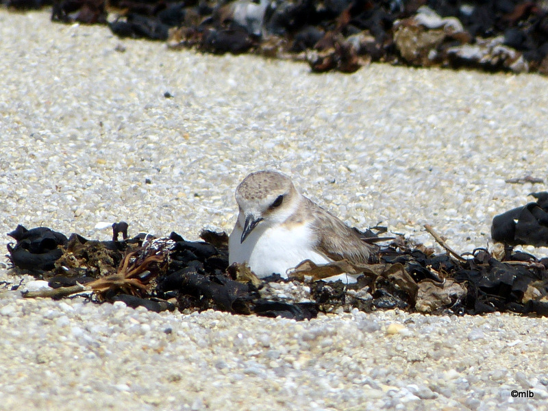 gravelot à collier interrompu