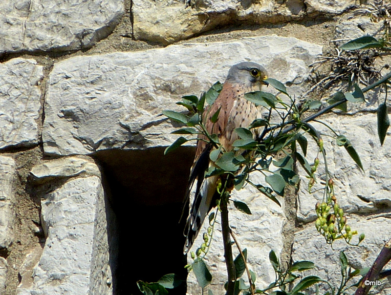 faucon crécerelle