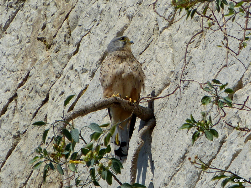 faucon crécerelle