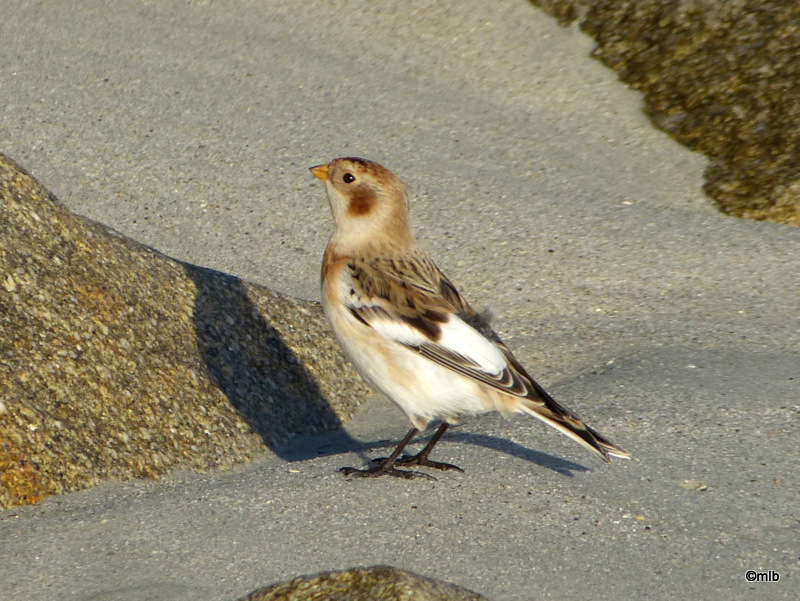 10/11/2012, plage de Cleut-Rouz, Fouesnant