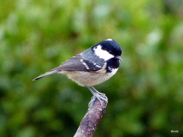 mésange noire