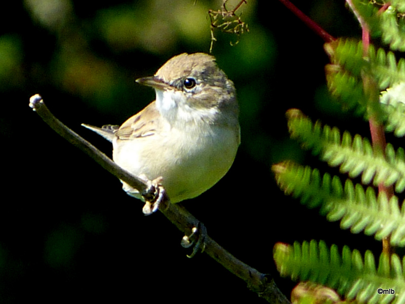 hypolaïs polyglotte