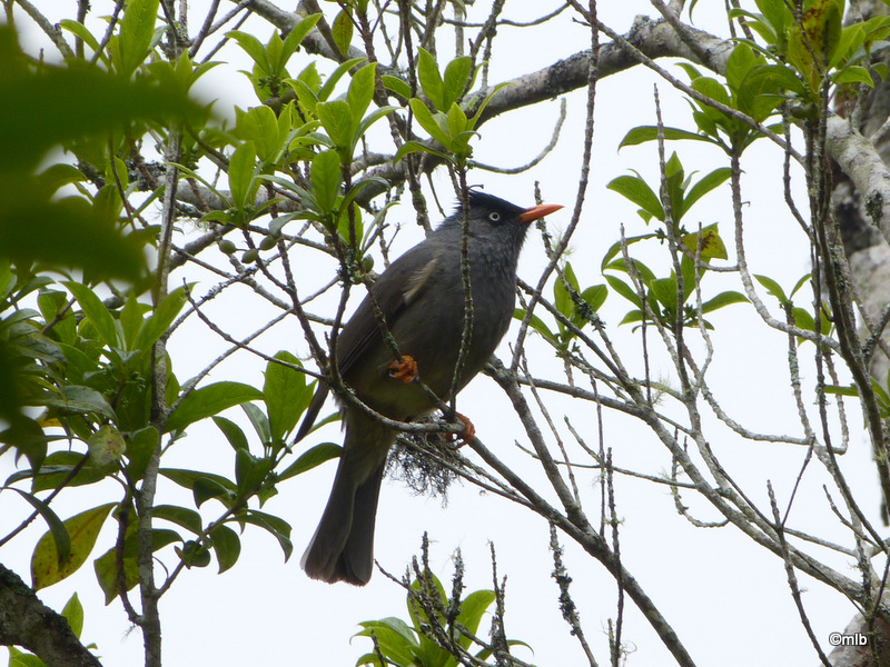 bulbul de La Réunion