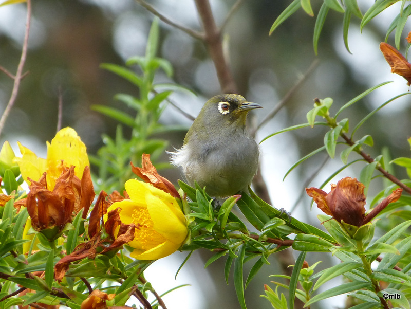 zosterops de La Réunion