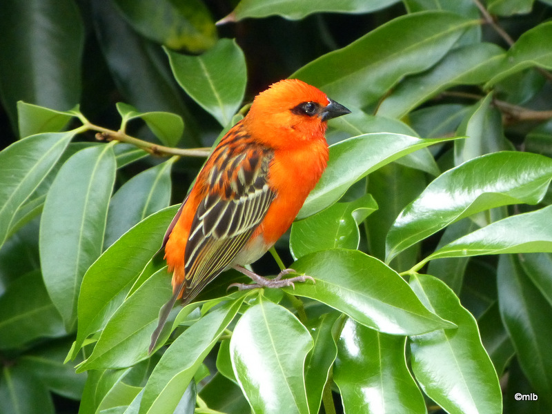 foudi rouge