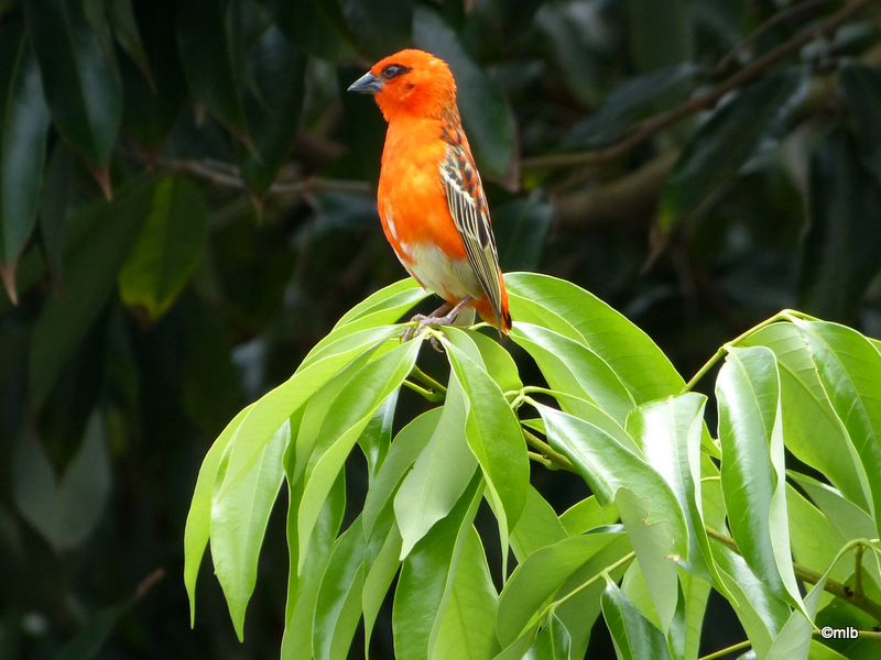 foudi rouge