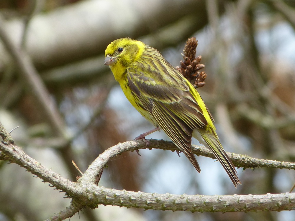 serin cini