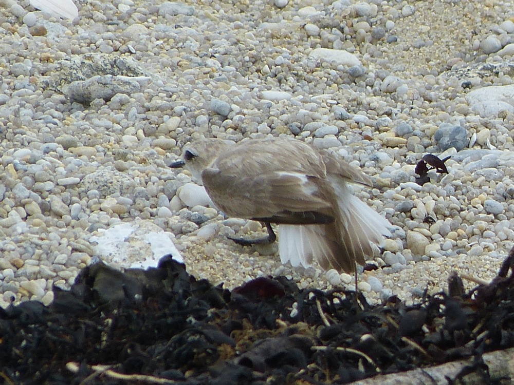 gravelot à collier interrompu