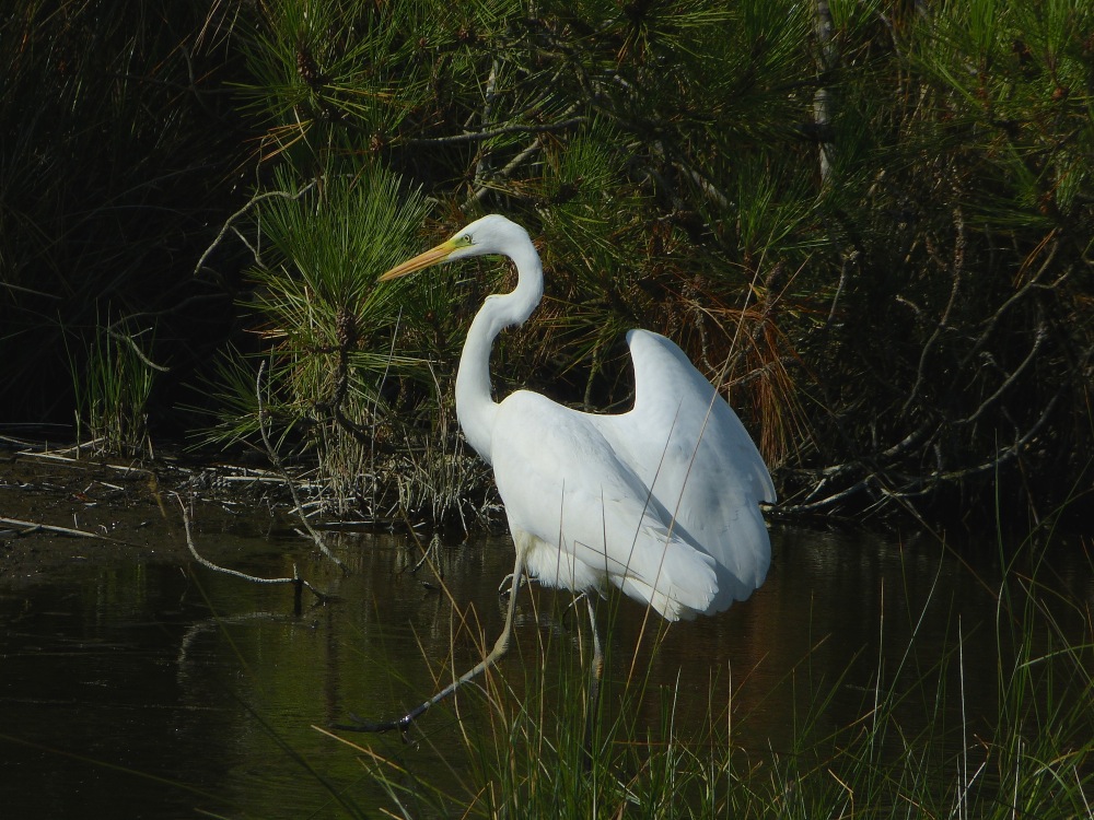 20/8/14, Fouesnant, marais vers Coat-Clevarec, en pêche