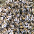 abeille, essaim