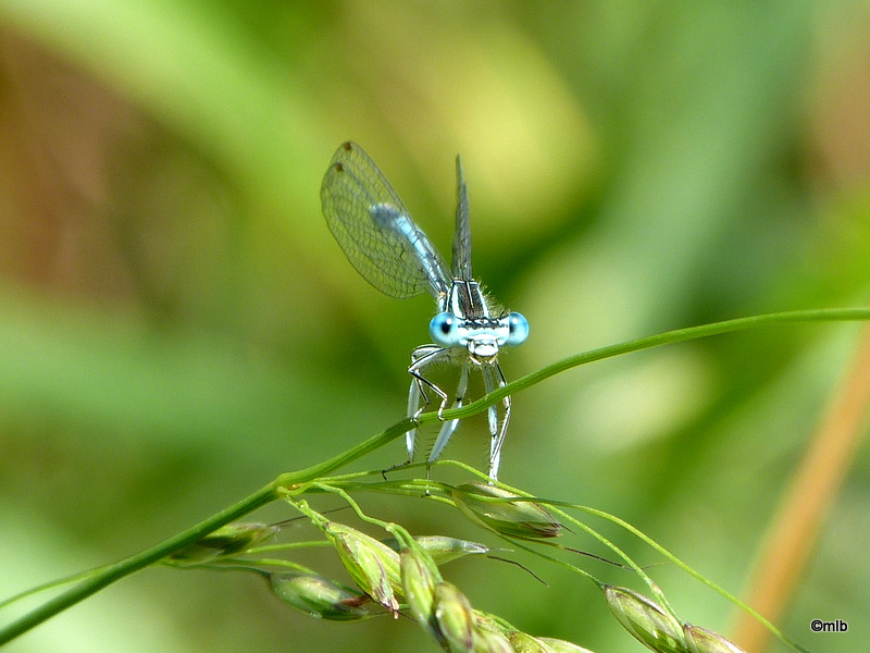 Pennipattes bleuâtre